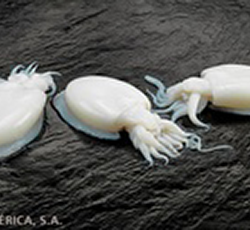 cefalopodos Lavilla
