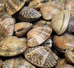 moluscos Lavilla
