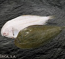 Pescado Entero Lavilla